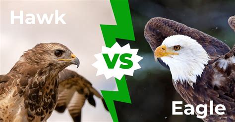 Hawk Vs Eagle 6 Key Differences Explained Az Animals