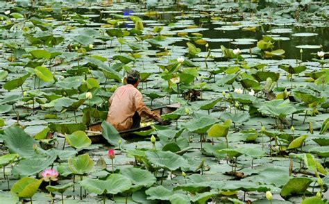 Lotus Blossoms In Hue Destinations Vietnam Vietnamplus