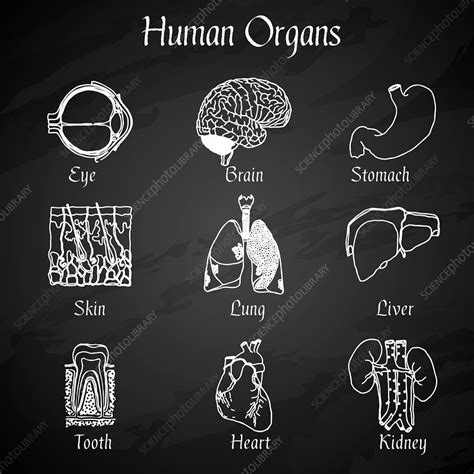 Human Organs Illustration Stock Image F0197436 Science Photo