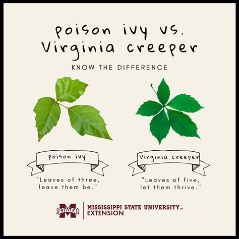 Difference Between Ivy And Poison Ivy