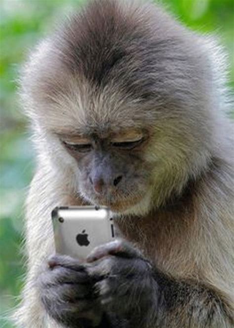 Learn more about selfies and why people take them. These 27 Animals Just Learned To Take A Selfie, And It's ...
