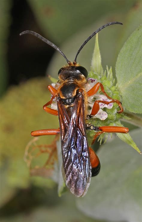 Great Golden Digger Wasp Sphex Ichneumoneus Meadowood F Flickr