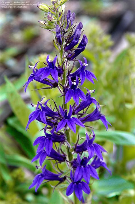 Heliotrope, available in shades of blue, purple, and white, is grown for its fragrance as much as for its looks. PlantFiles Pictures: Lobelia Hybrid, Hybrid Cardinal ...