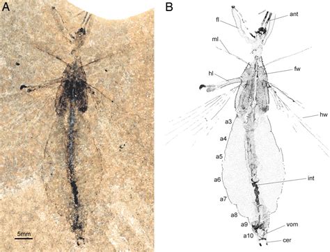 The First Fossil Leaf Insect 47 Million Years Of Specialized Cryptic