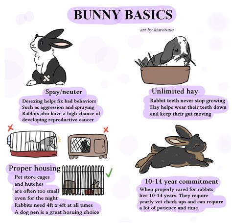 Bunny Care Basics Rrabbits