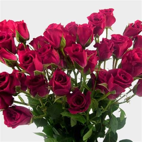 Spray Rose Hot Pink Wholesale Blooms By The Box