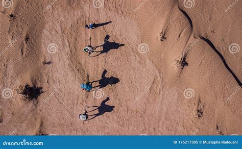 Camels Shadows in the Sahara Desert Stock Image - Image of shadows