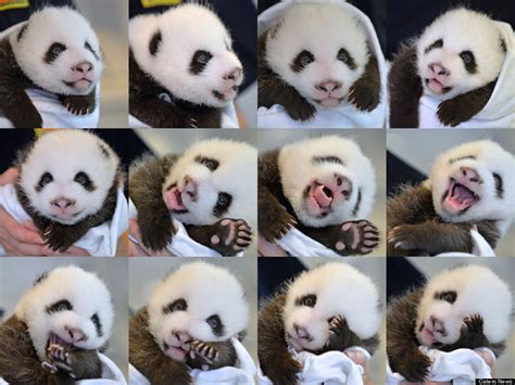 The Atlanta Zoos Baby Panda Cub Just Wants To Say Hey Photos