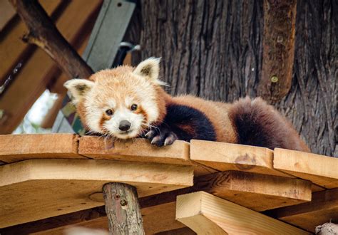 San Francisco Red Panda Exhibit Makes Its Zoo Debut Sun Sentinel