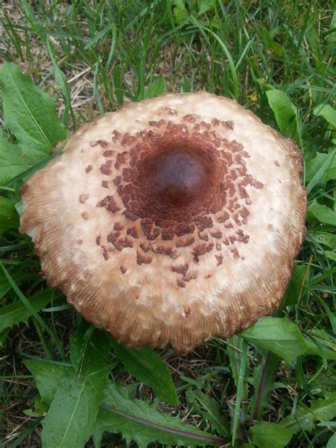 What Is This Mushroom Hunting And Identification