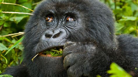 Rwanda is a relatively stable east african country, and easily accessible from kenya and uganda. 4 Days Rwanda Gorilla Trekking & Dian Fossey Grave ...