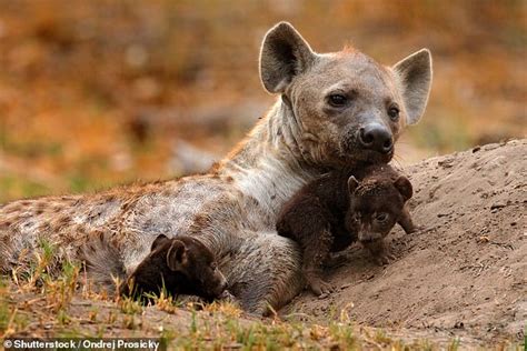 High Ranking Hyena Mothers Pass Their Social Networks To Their Cubs