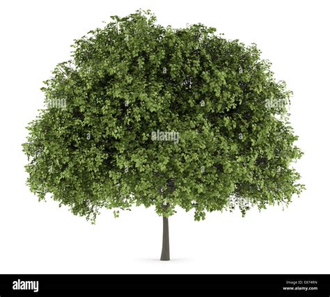 Small Leaved Lime Tree Isolated On White Background Stock Photo Alamy