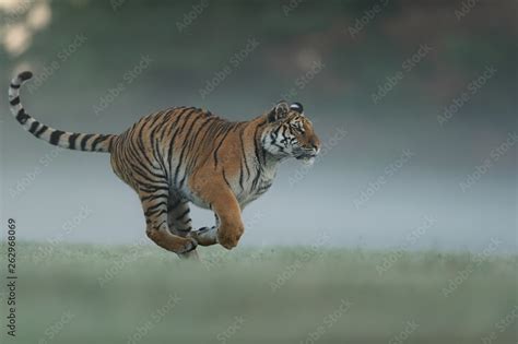 Foto De Running Tiger On Morning Green Field Side View To Dangerous