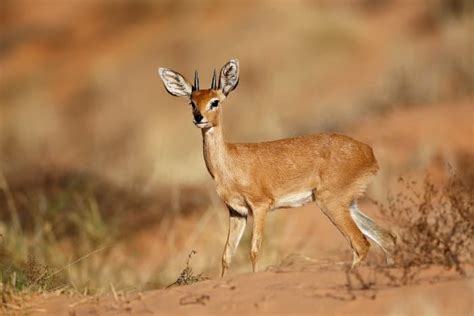 Top 12 Smallest Antelope Species In Africa Africa Freak