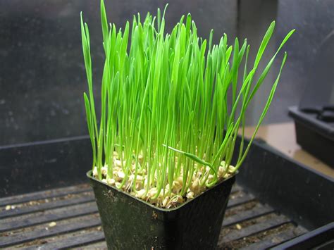 How to grow wheat grass - Grow Northwest