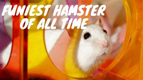 Funny Hamster Fails 2019 Hamster Wheel Fail On Exercise Wheel Youtube