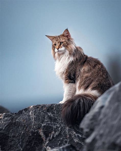 Owners Let Their Norwegian Forest Cat Roam Freely Outside And He Looks
