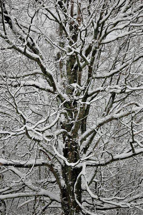 Gnarly Photograph By Sharon Thompson Fine Art America