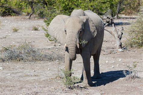 Etosha National Park Namibia Part Ii African Bush Elephant