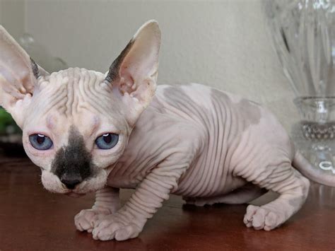 Sphynx Kitty Cute Cats And Dogs Hairless Cat Fluffy Animals
