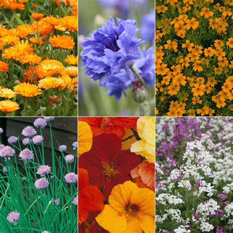 It's never been more convenient, or easy to have flowers delivered anywhere in melbourne or the state of victoria. Buy edible flower petals Edible flower petals: Delivery by ...