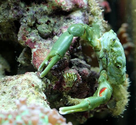 Cuidados del mithraculus sculptus o cangrejo esmeralda el cangrejo mithraculus sculptus, conocido también como die mithraculus sculptus ist auch unter dem namen grüne spinnenkrabbe bekannt. Krabben - Mein Meerwasseraquarium