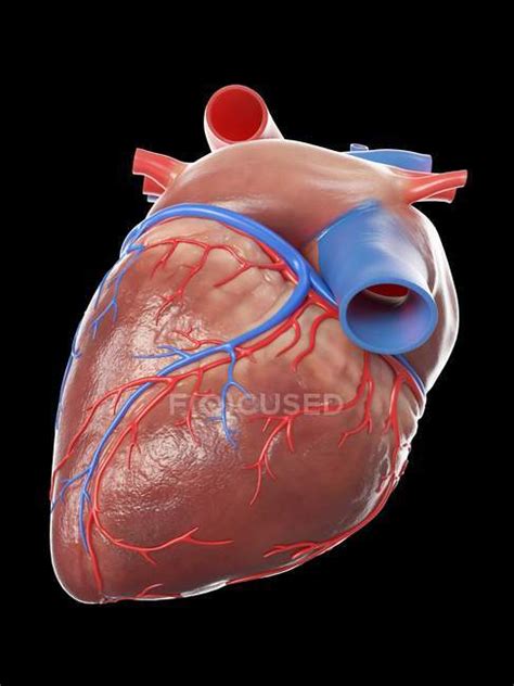 Realistic Human Heart Model On Black Background Computer Illustration