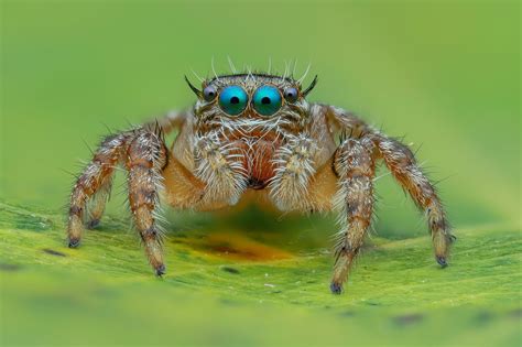 We did not find results for: Jumping Spider HD Wallpaper | Background Image | 2048x1365 ...