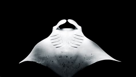 Watch This Robot Swims Like A Manta Ray Futurity