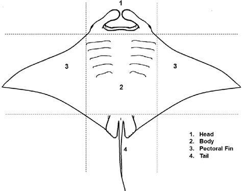 Diagnostic Division Of The Manta Ray Body Manta Rays Body Structure