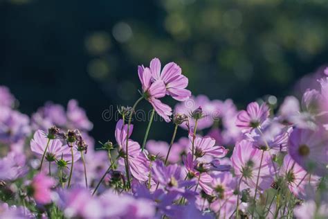 Selective Focus Beautiful Pink Cosmos Flower Blooming In A Garden