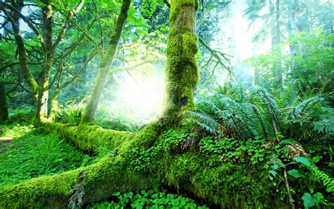 Tropical Forest Trees Moss Green Wallpaper 2560x1600 Resolution