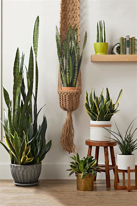 10 Of The Best Indoor Succulents For Beginners To Grow As Houseplants