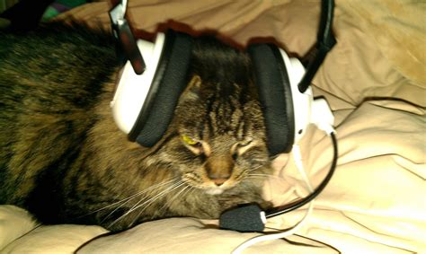 Best Gamer Cats Pictures Chick Geek Games