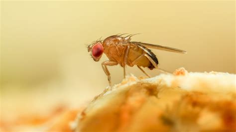 How To Get Rid Of Fruit Flies The Best And Fastest Ways Real Homes