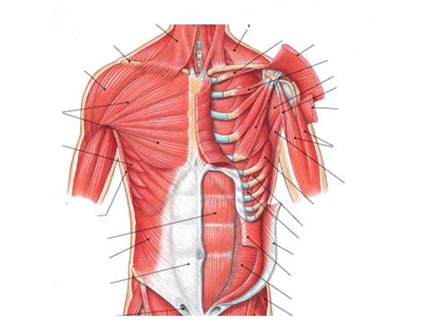 Home » overview of chest muscles » muscles of the chest diagram. Chest and Abdomen Muscles: GCS20 - Printable