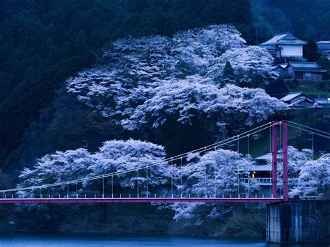 Jepang Jembatan Sakura Malam Cherry Blossom Background 4k