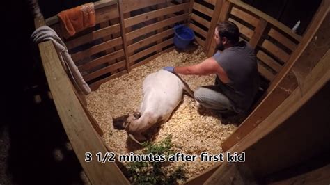 Boer Goat Kidding Maiden Doe Has Twins Youtube