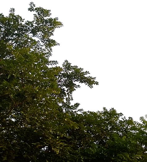 Even if the tree fully grows, there is only a small chance that the money will grow on the tree. Download Tree Leaves Clipart HQ PNG Image | FreePNGImg