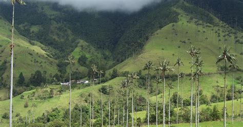 Coffee Cultural Landscape Of Colombia Cocora Valley
