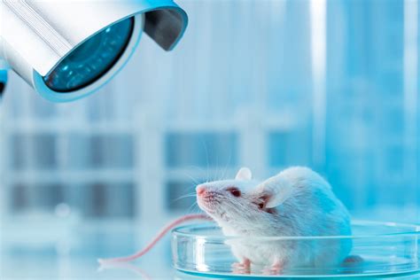 Laboratory Rats Mice And Rodent Video Capture For Biomedical Research