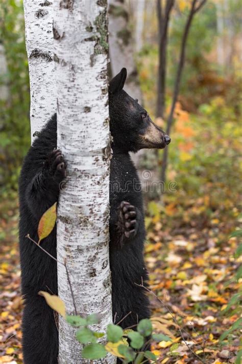 Black Bear Ursus Americanus Paw On Birch Tree Looks Right Autumn Stock