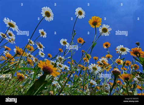 Corn Marigold Chrysanthemum Segetum And Oxeye Daises Stock Photo Alamy