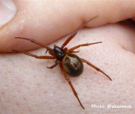 False Widow Spiders Set To Invade Uk Homes After Warmer Weather