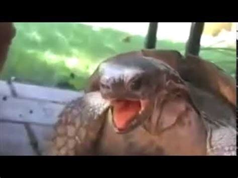 Moaning Turtle Youtube