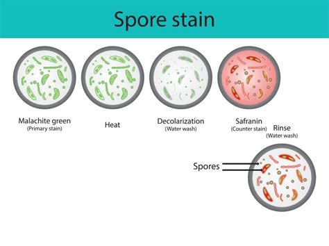 Endospore Stain Its Principle Methods And Procedure