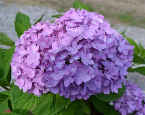 25 Full Shade Plants That Will Look Great In Your Yard Mikes
