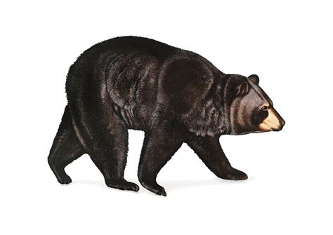 American Black Bear Illustration Download Free Vectors Clipart