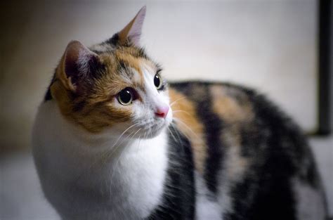 Common Calico Cat Breeds Pets Lovers